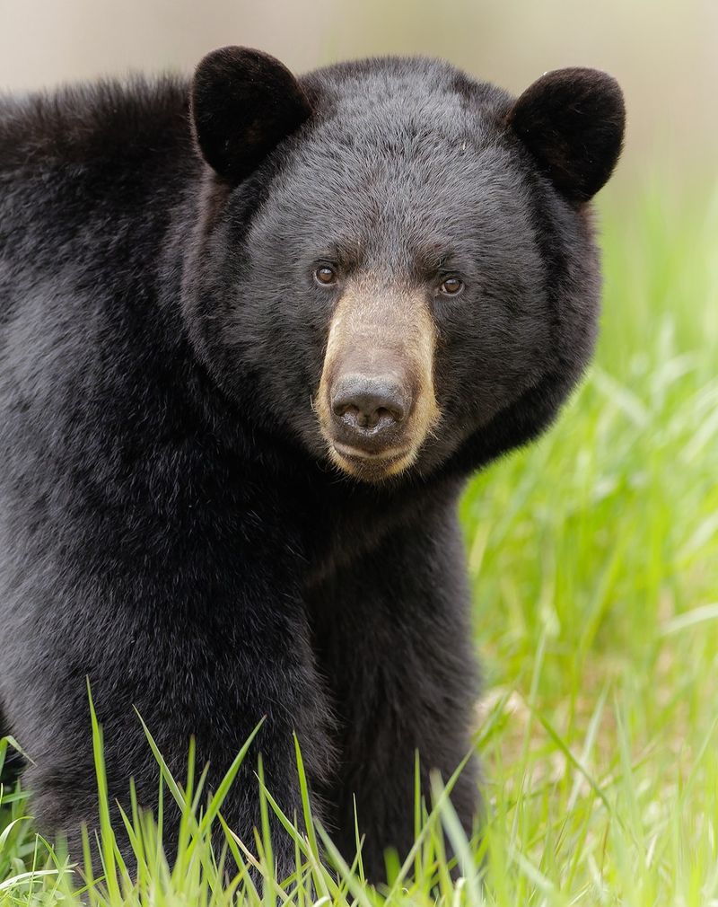 Black Bear