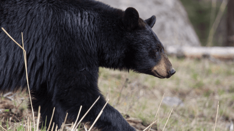 Black Bear