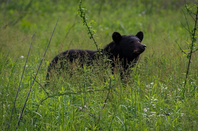 Black Bears