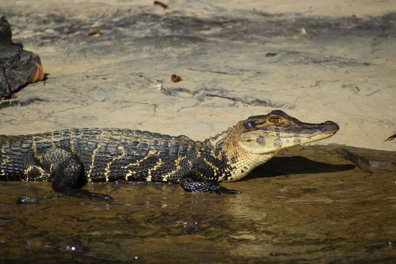 Black Caiman