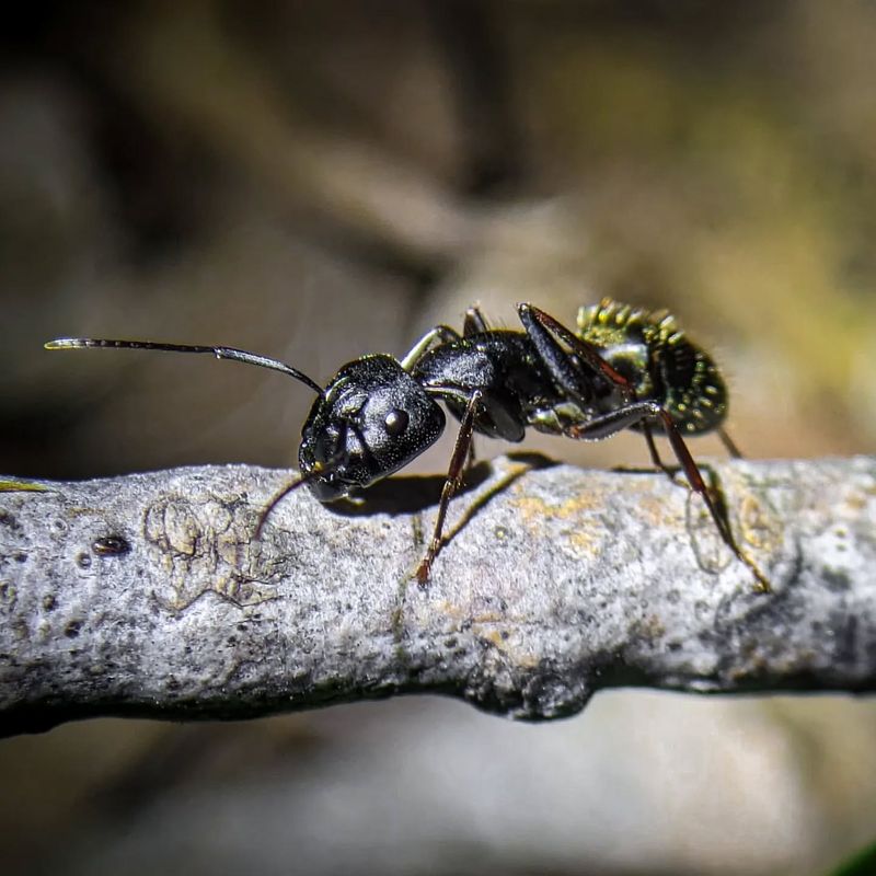 Black Carpenter Ants