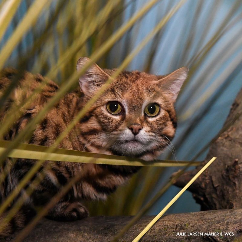 Black-Footed Cat