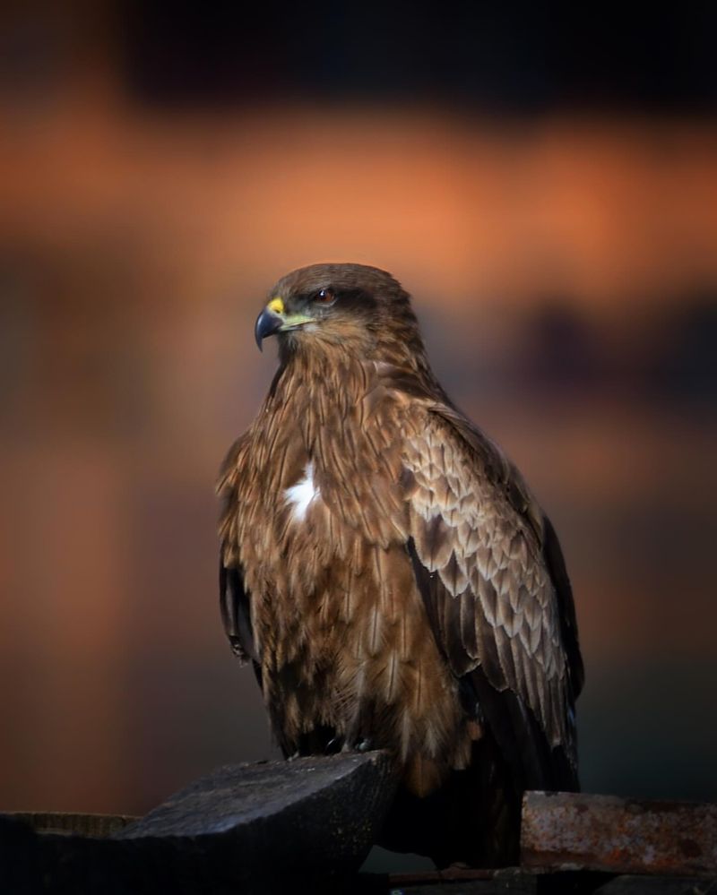 Black Kite