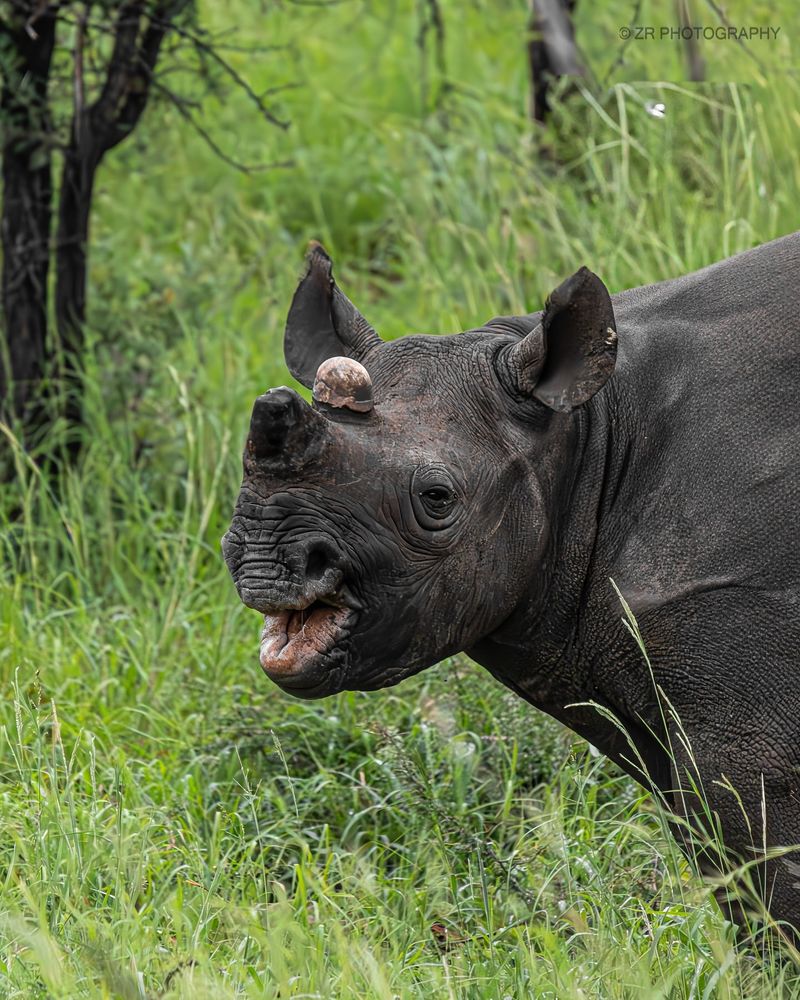 Black Rhino