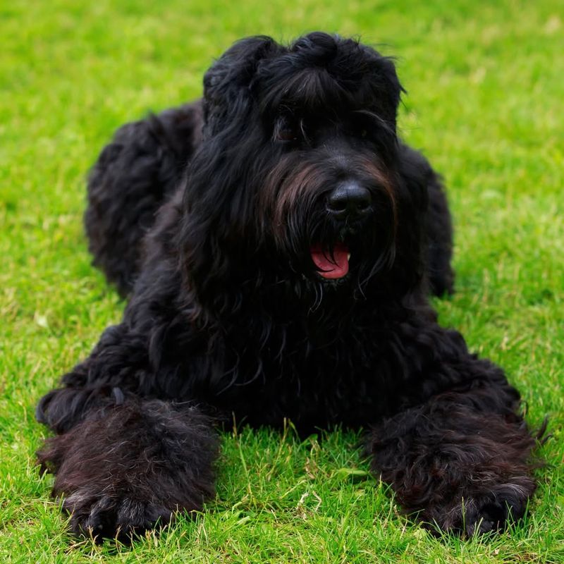 Black Russian Terrier