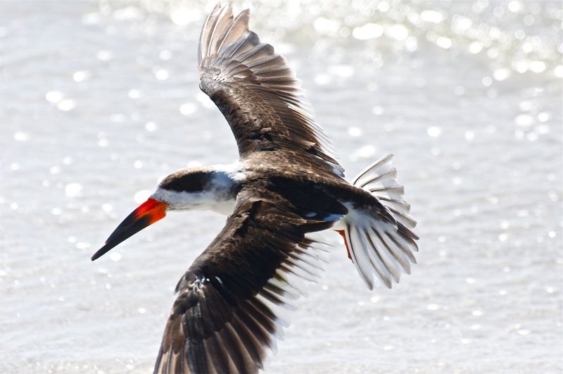 Black Skimmer