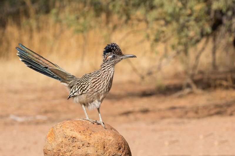 Roadrunner