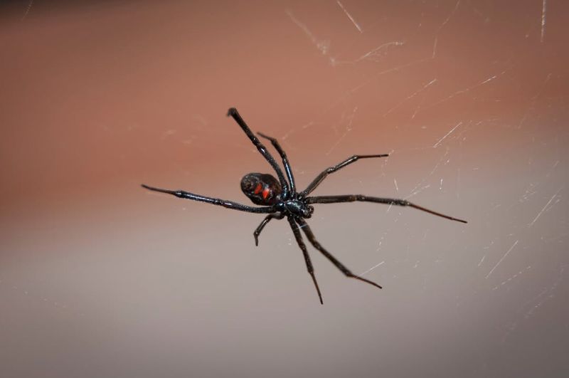 Black Widow Spider