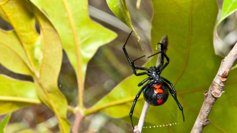 Black Widow in Indiana