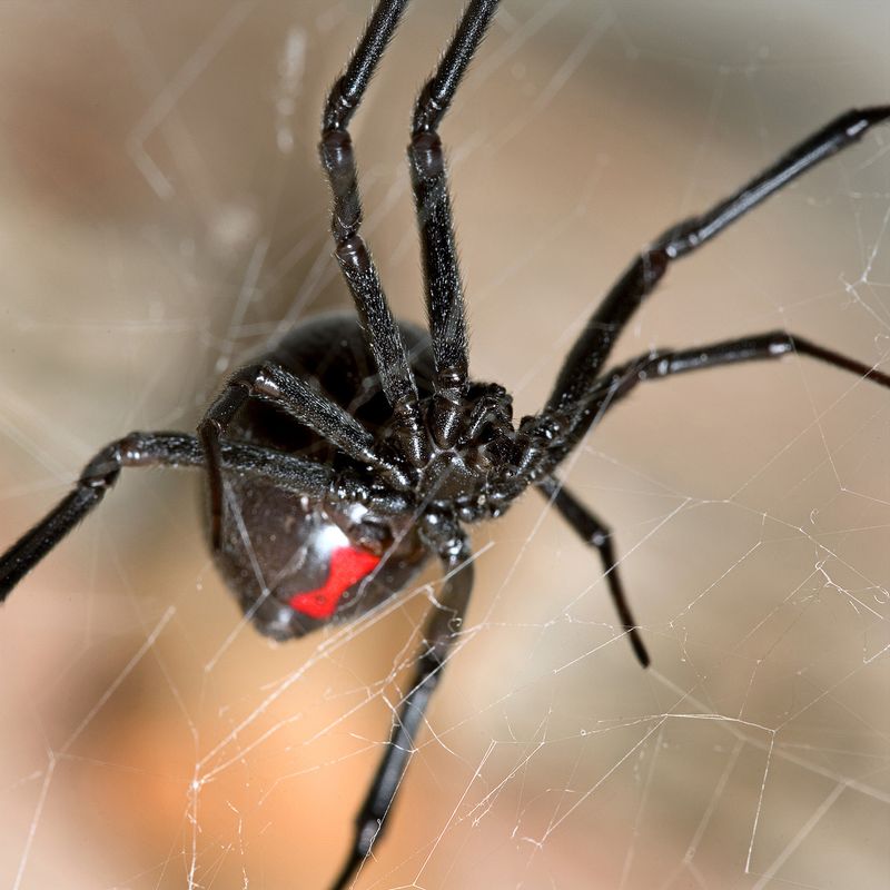 Black Widow in Massachusetts