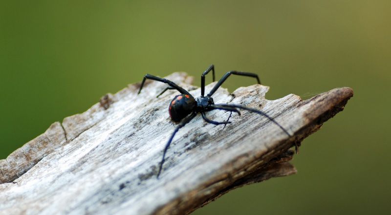 Black Widow in Missouri