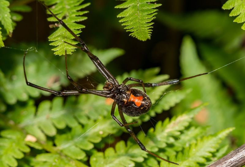 Black Widow in Oklahoma