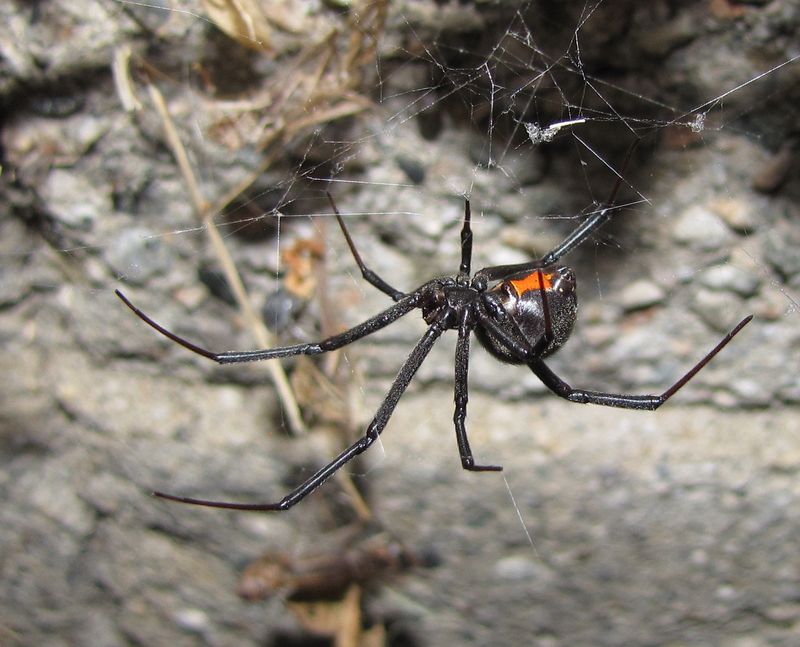 Black Widow in South Dakota