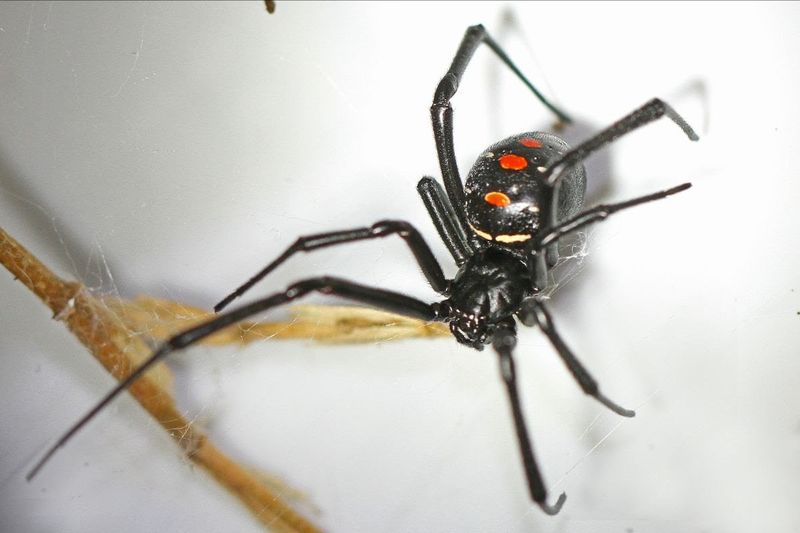 Black Widow in Virginia