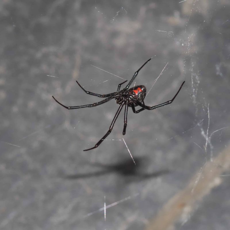 Black Widow in Wyoming