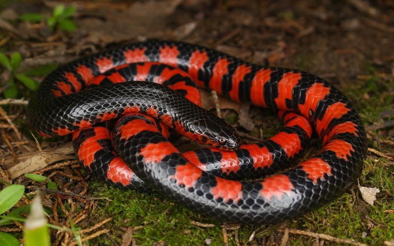 Black and Red Swamp Snake