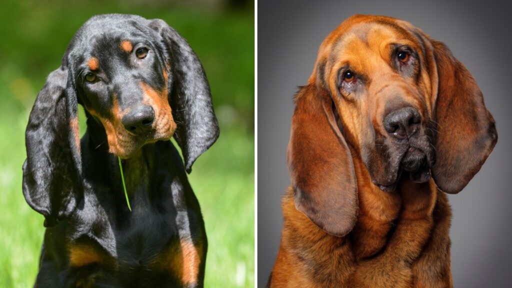 Black and Tan Coonhound – Bloodhound