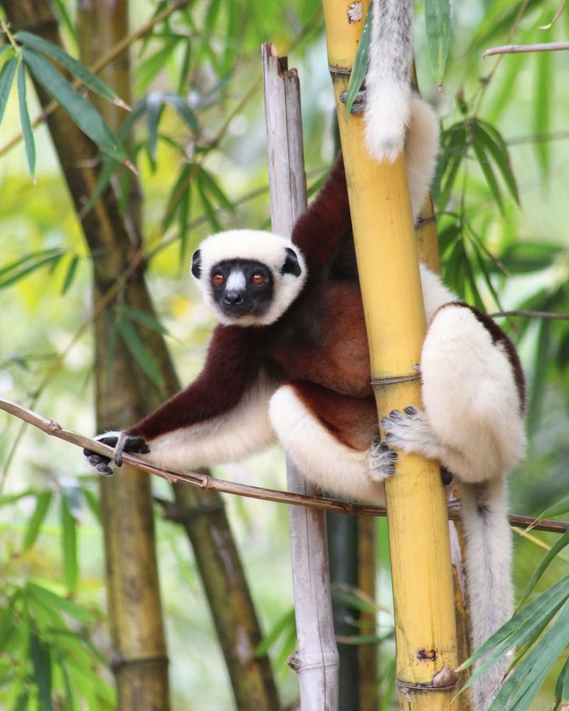 Black-and-White Ruffed Lemur