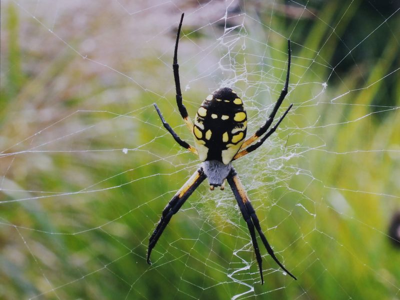 Black and Yellow Garden Spider in Delaware