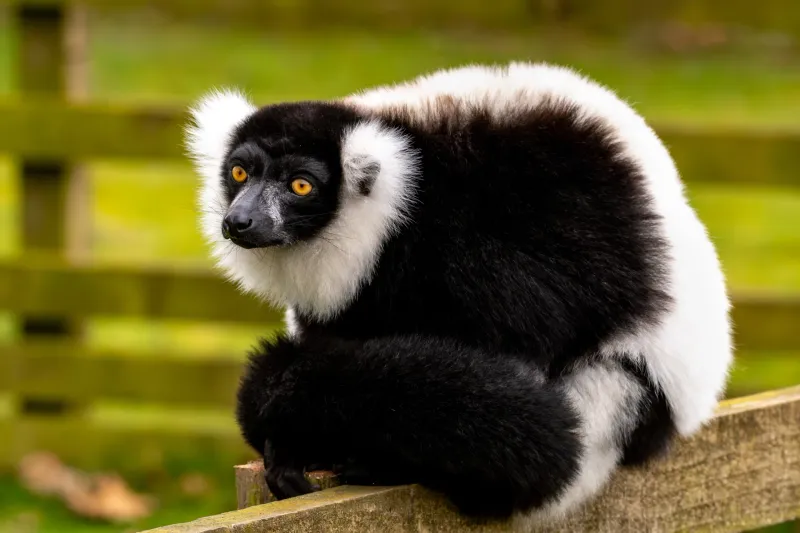 Black-and-white Ruffed Lemur