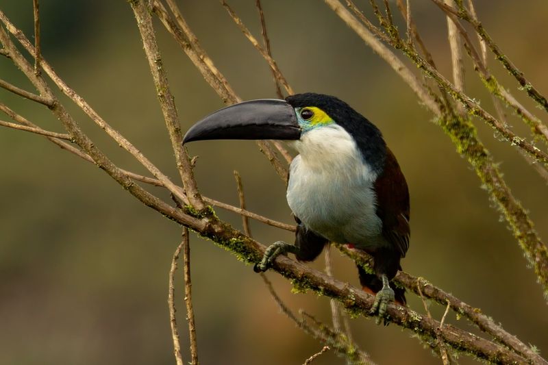 Black-billed Toucan