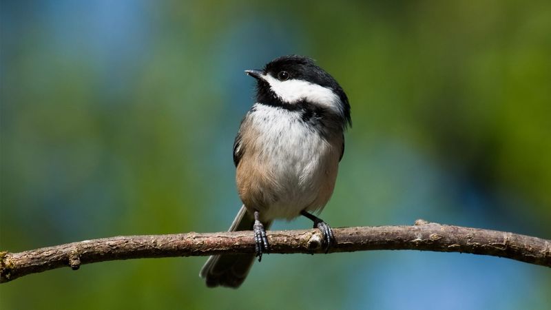 Black-capped Chickadee