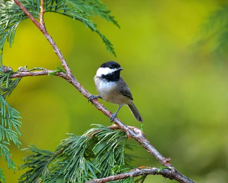 Black-capped Chickadee