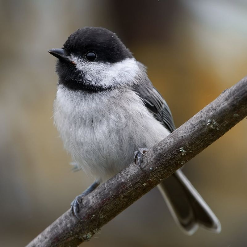 Black-capped Chickadee