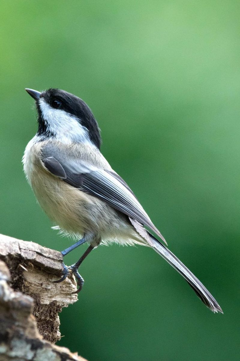 Black-capped Chickadee