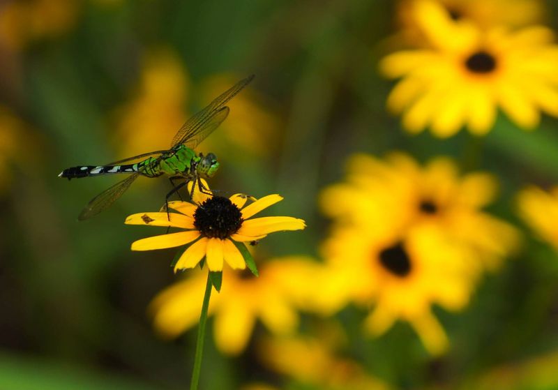 Black-eyed Susan