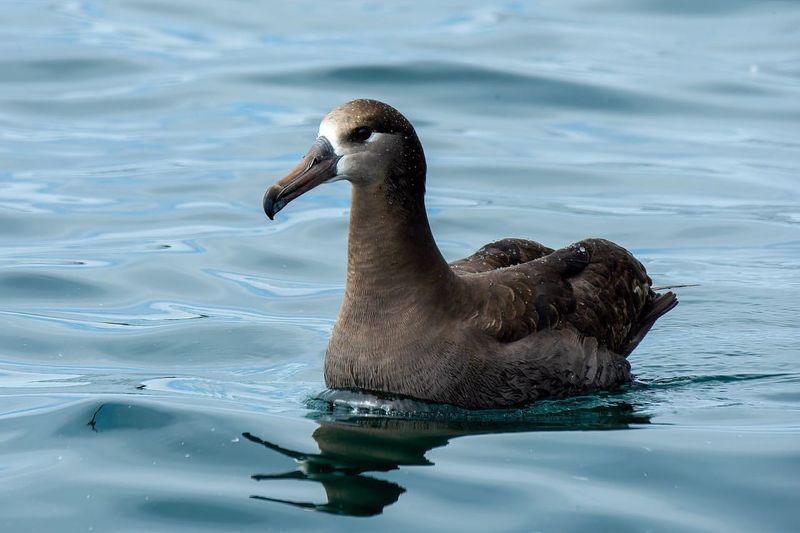 Black-footed Albatross