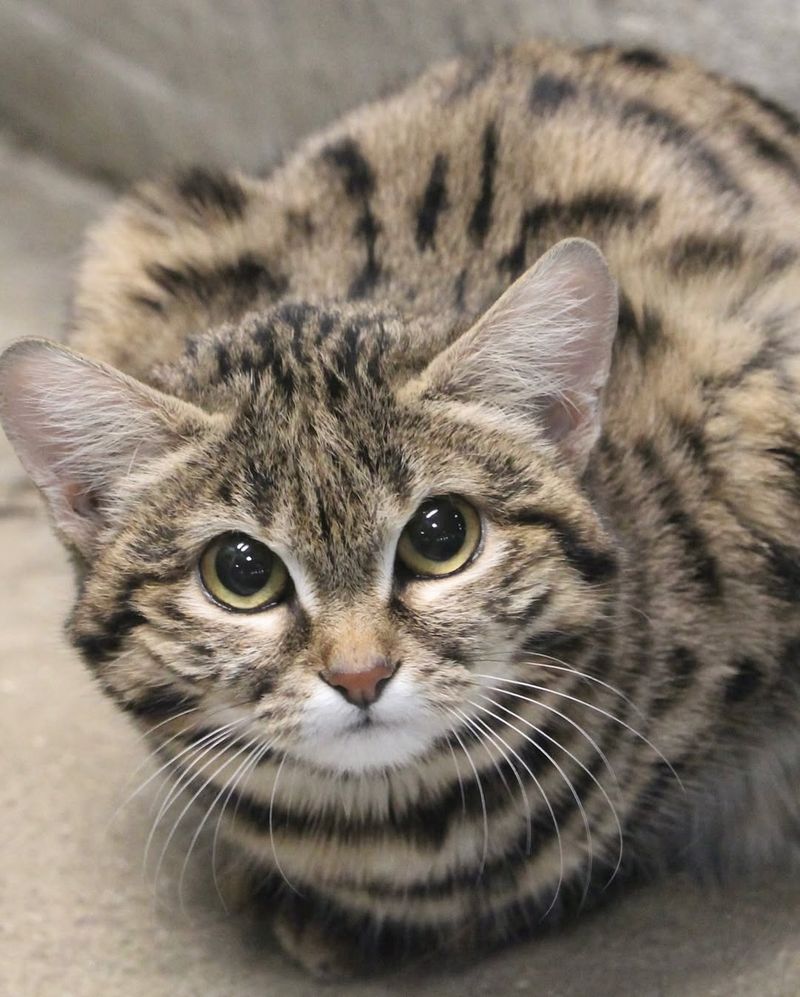 Black-footed Cat