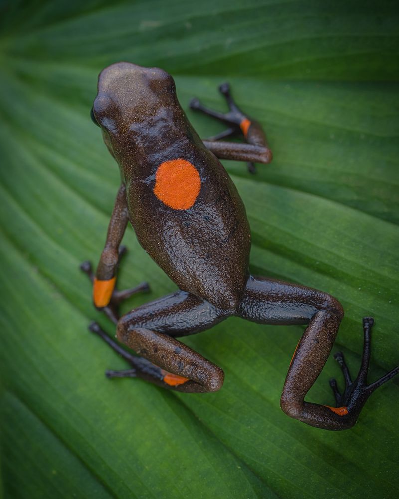 Black-legged Poison Frog