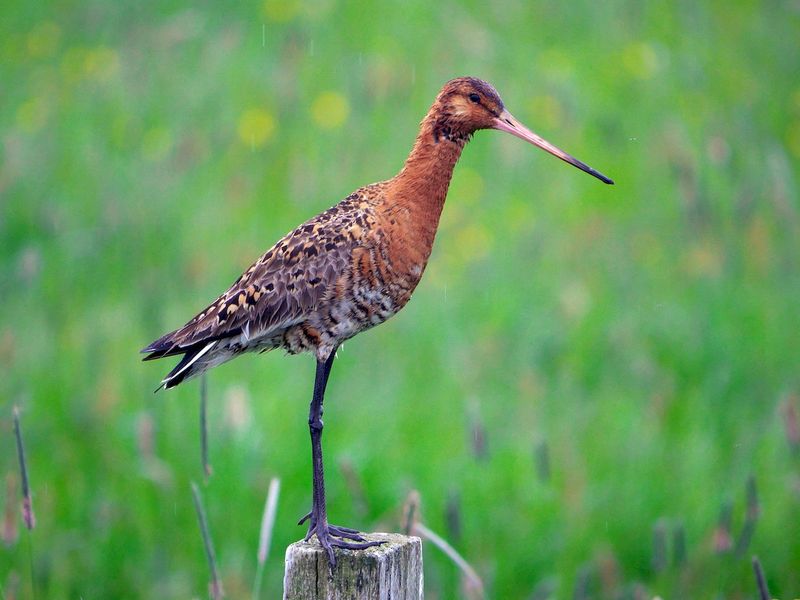 Black-tailed Godwit