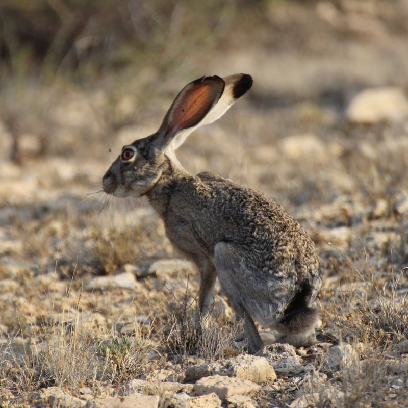 Black-tailed Jackrabbit