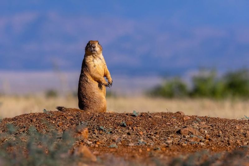 Black-tailed Prairie Dog