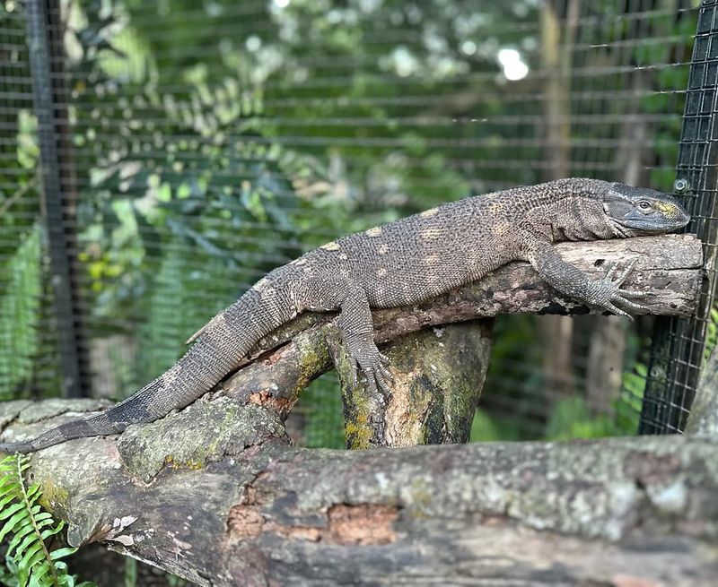 Black-throated Monitor