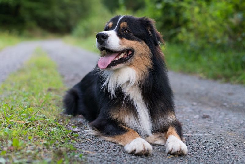 Black with White Markings