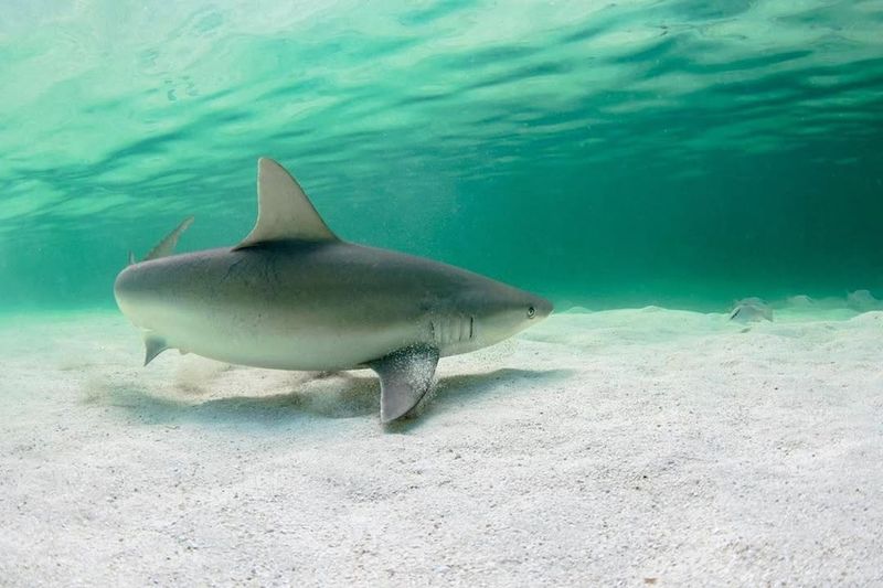 Blacknose Shark