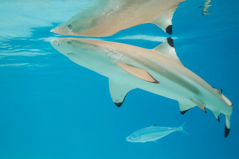 Blacktip Reef Shark