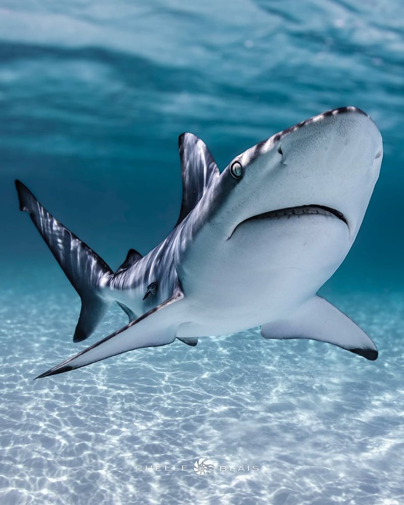 Blacktip Shark