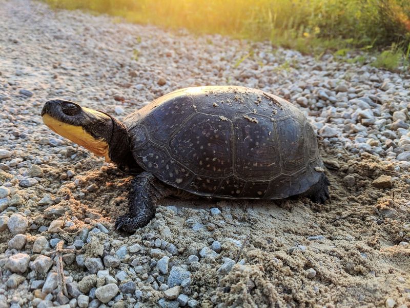 Blanding's Turtle - Minnesota