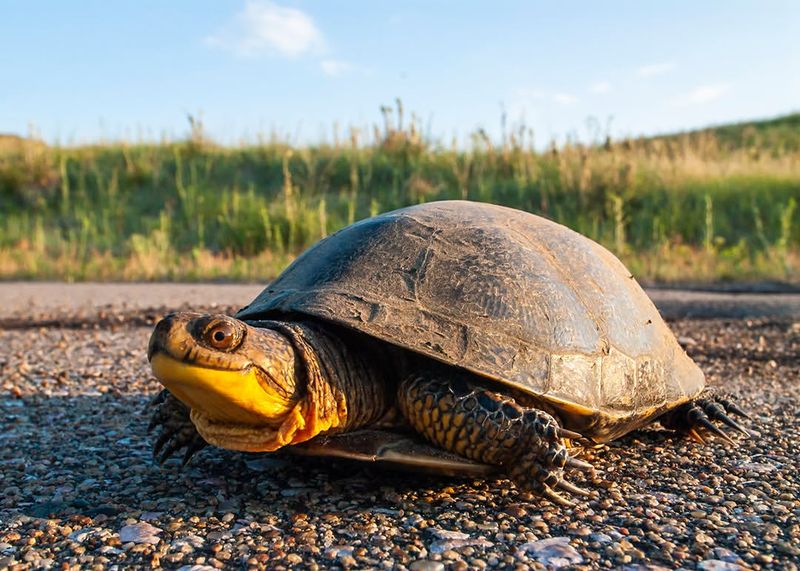 Blanding's Turtle - Nebraska