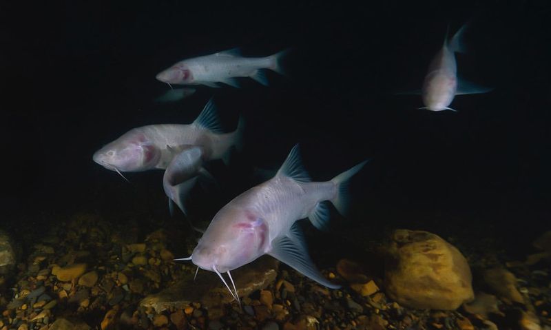 Blind Cave Fish