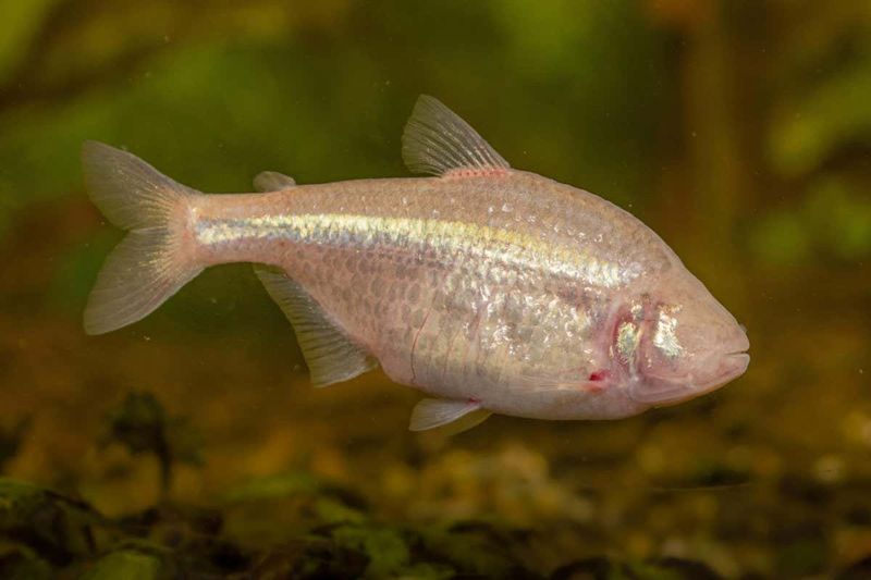 Blind Cavefish – DNA Repair Experts