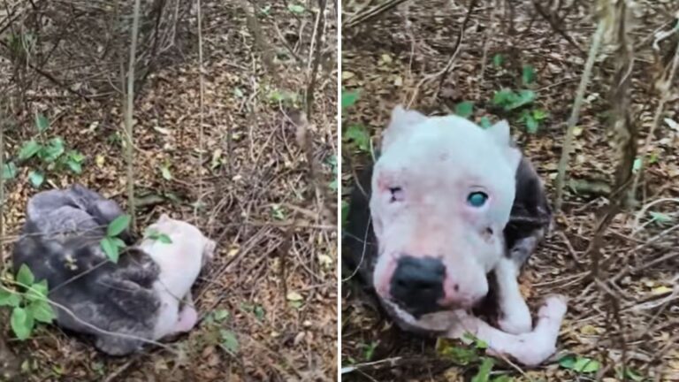 blind dog