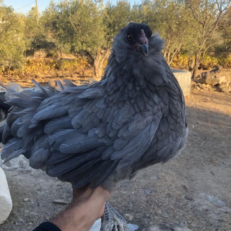 Blue Ameraucana