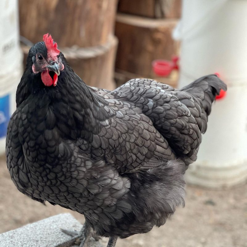 Blue Australorp