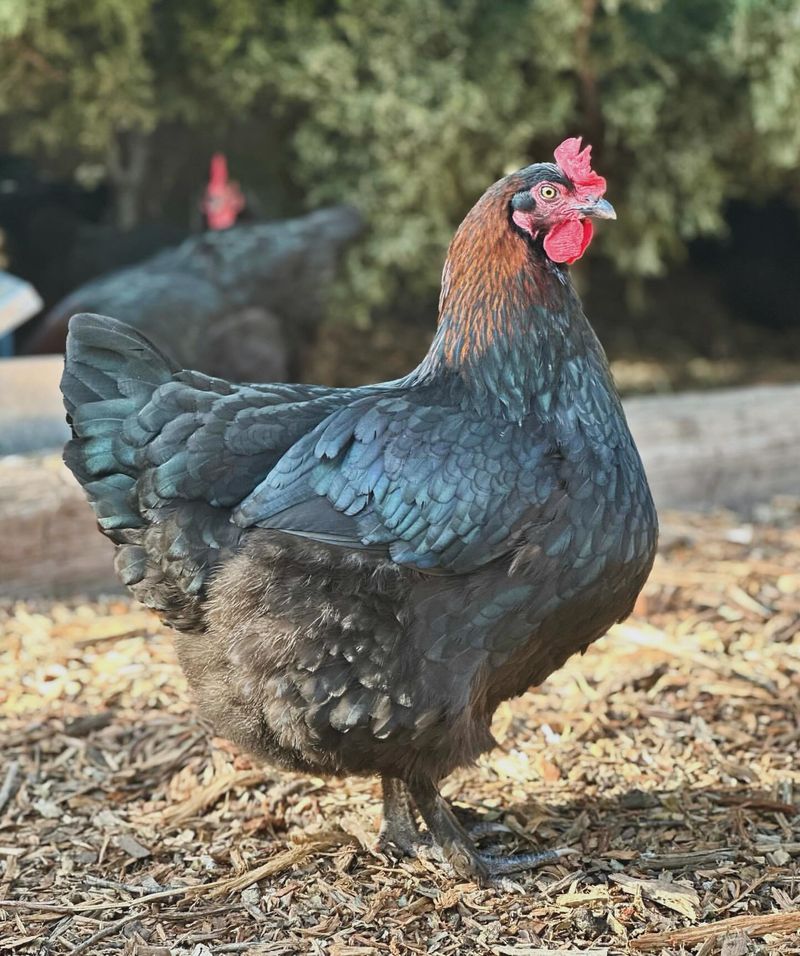 Blue Copper Marans