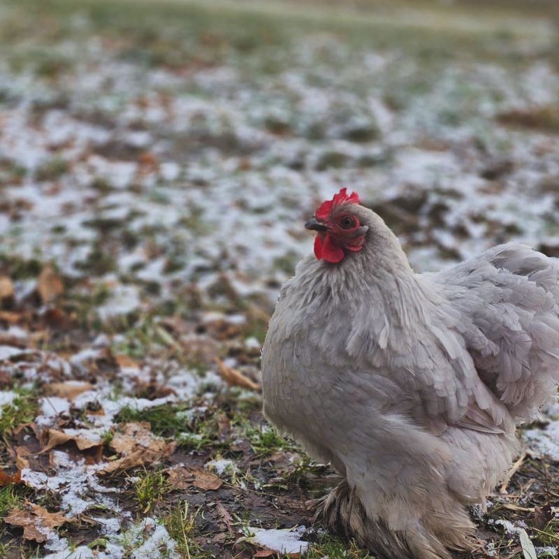 Blue Dutch Bantam